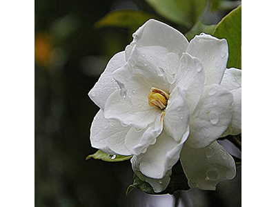 Village Candle Gardenia Large Glass Apothecary Jar Scented Candle